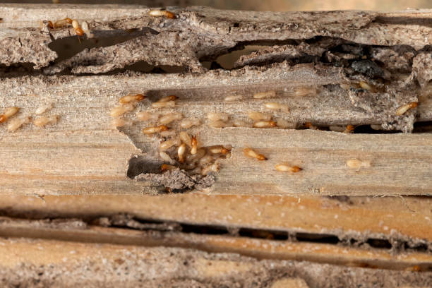 Pest Prevention Services in Silver Bay, MN